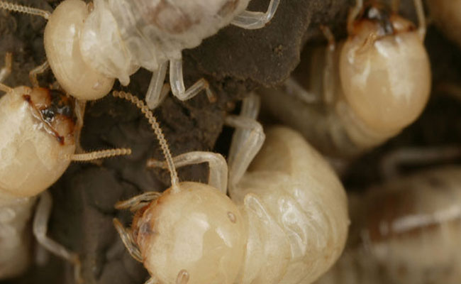 termite-close-up-wdo